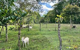 Finca Isla Rainforest Retreat